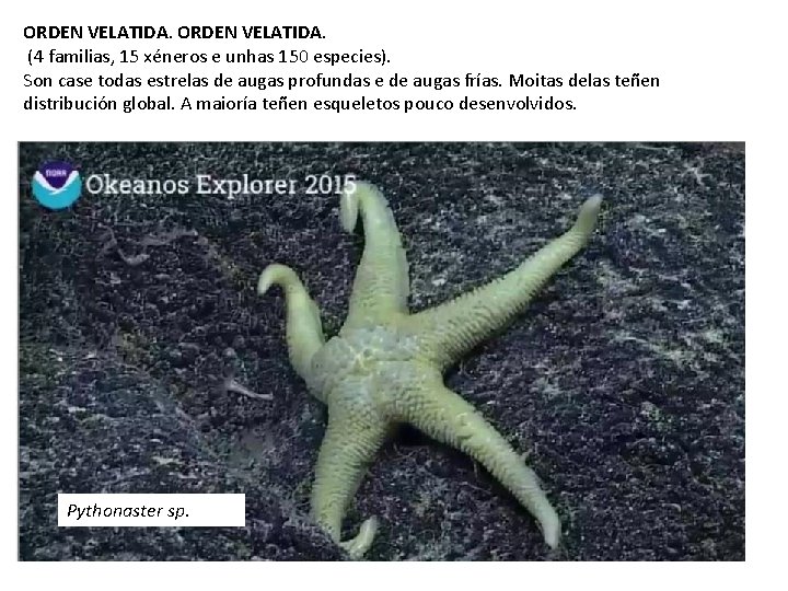 ORDEN VELATIDA. (4 familias, 15 xéneros e unhas 150 especies). Son case todas estrelas