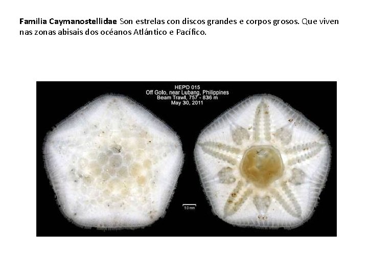 Familia Caymanostellidae Son estrelas con discos grandes e corpos grosos. Que viven nas zonas
