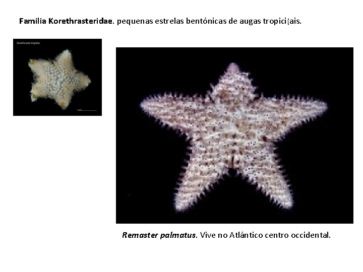 Familia Korethrasteridae. pequenas estrelas bentónicas de augas tropici¡ais. Remaster palmatus. Vive no Atlántico centro