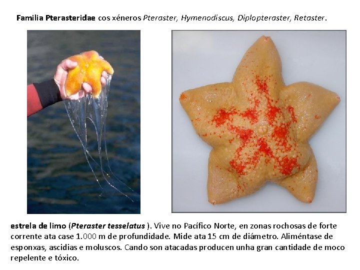 Familia Pterasteridae cos xéneros Pteraster, Hymenodiscus, Diplopteraster, Retaster. estrela de limo (Pteraster tesselatus ).