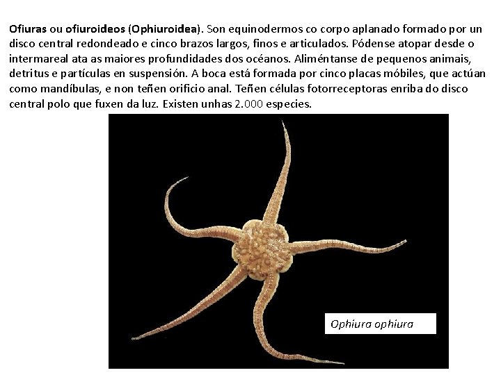 Ofiuras ou ofiuroideos (Ophiuroidea). Son equinodermos co corpo aplanado formado por un disco central