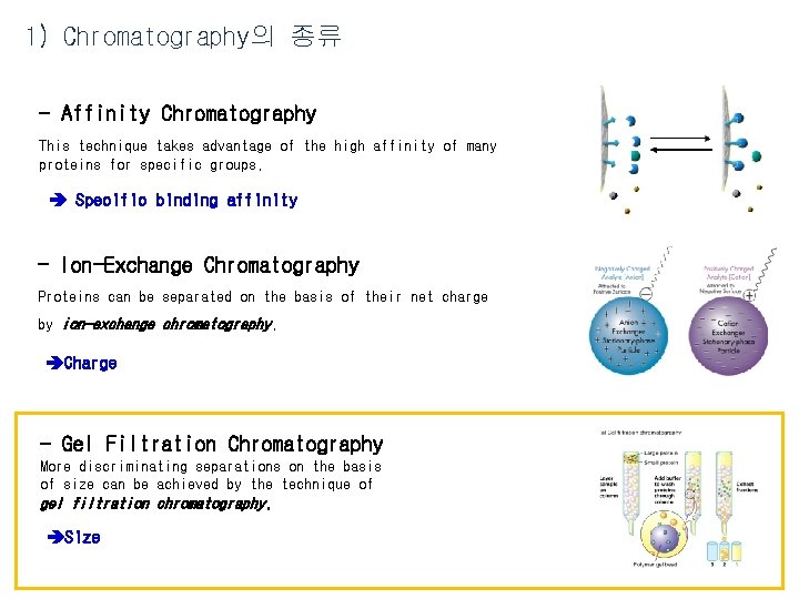 1) Chromatography의 종류 - Affinity Chromatography This technique takes advantage of the high affinity