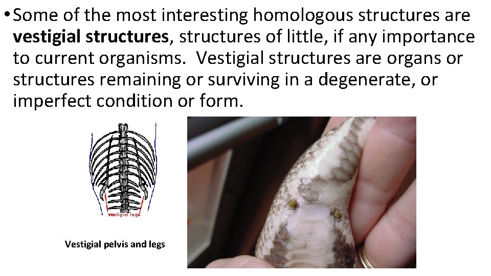 • Some of the most interesting homologous structures are vestigial structures, structures of
