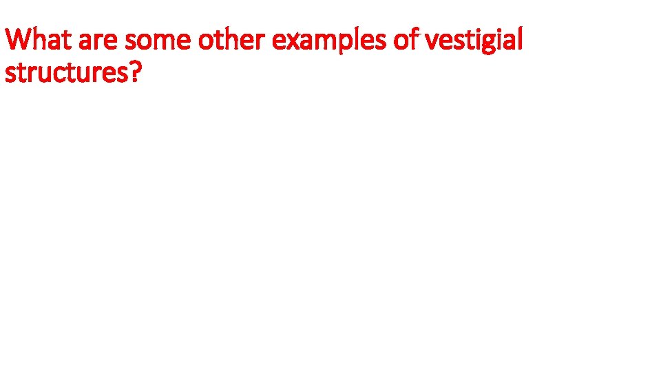 What are some other examples of vestigial structures? 