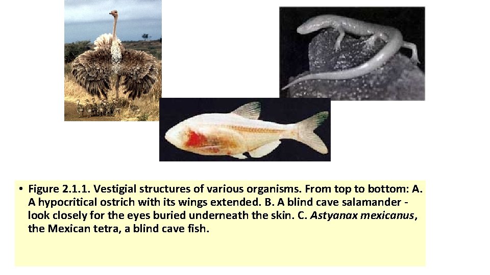  • Figure 2. 1. 1. Vestigial structures of various organisms. From top to