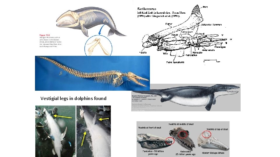 Vestigial legs in dolphins found 