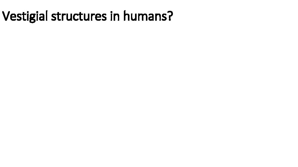 Vestigial structures in humans? 