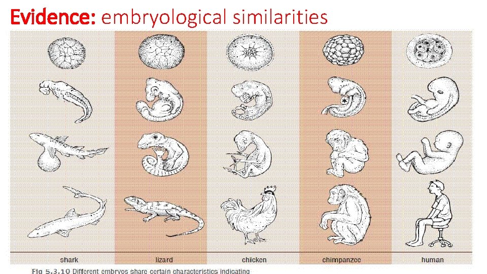 Evidence: embryological similarities 