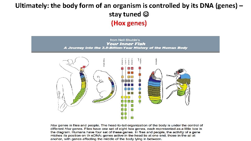 Ultimately: the body form of an organism is controlled by its DNA (genes) –
