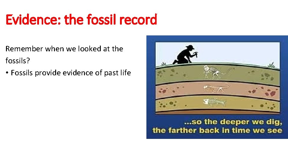 Evidence: the fossil record Remember when we looked at the fossils? • Fossils provide