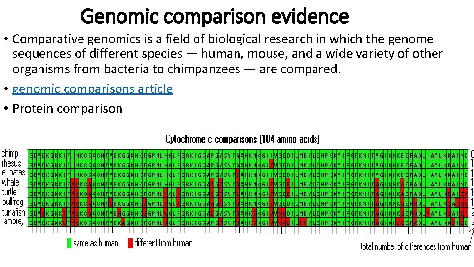 Genomic comparison evidence • Comparative genomics is a field of biological research in which