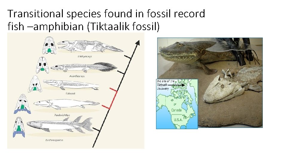 Transitional species found in fossil record fish –amphibian (Tiktaalik fossil) 