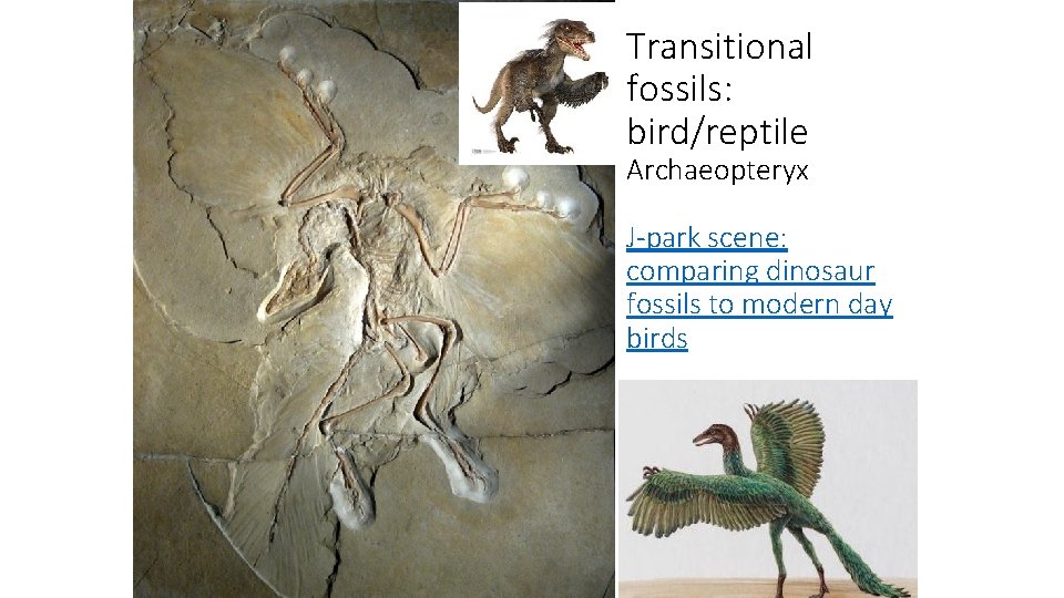 Transitional fossils: bird/reptile Archaeopteryx J-park scene: comparing dinosaur fossils to modern day birds 