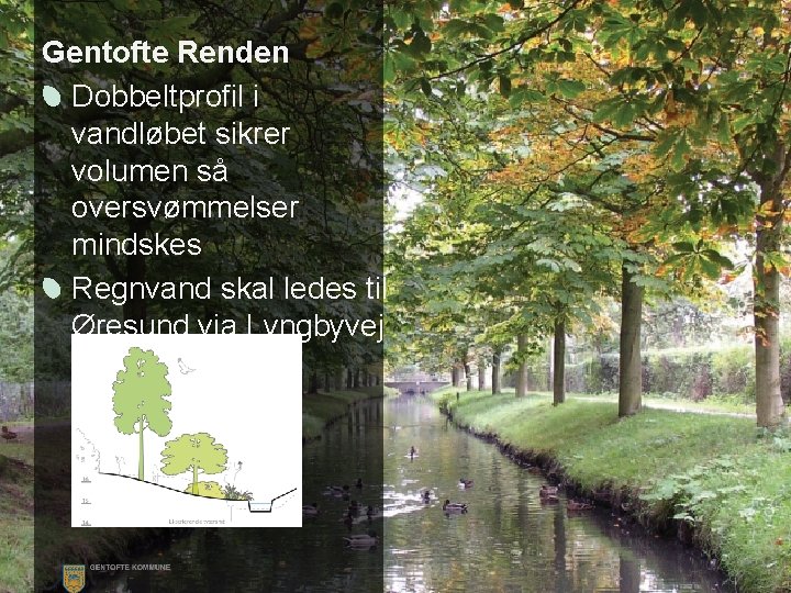 Gentofte Renden Dobbeltprofil i vandløbet sikrer Gentofterenden volumen så oversvømmelser mindskes Regnvand skal ledes