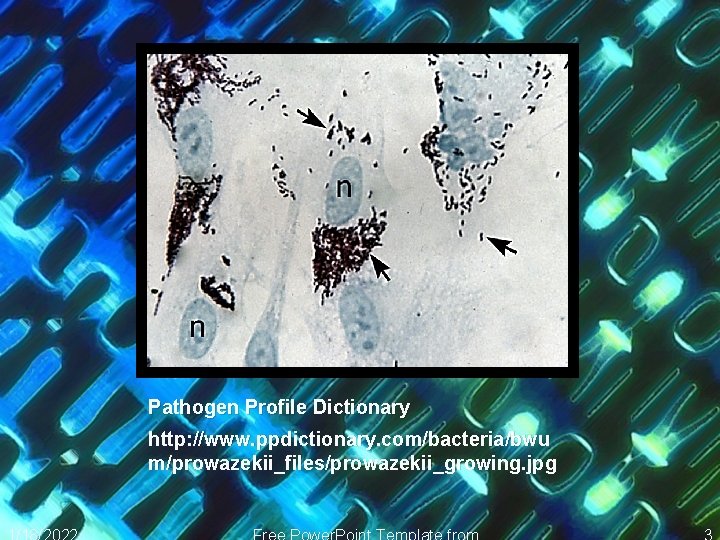 Pathogen Profile Dictionary http: //www. ppdictionary. com/bacteria/bwu m/prowazekii_files/prowazekii_growing. jpg 