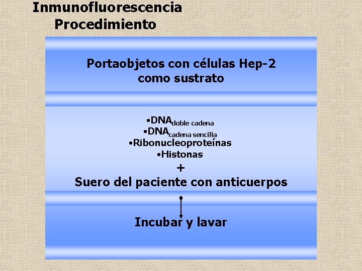 Inmunofluorescencia Procedimiento Portaobjetos con células Hep-2 como sustrato • DNAdoble cadena • DNAcadena sencilla