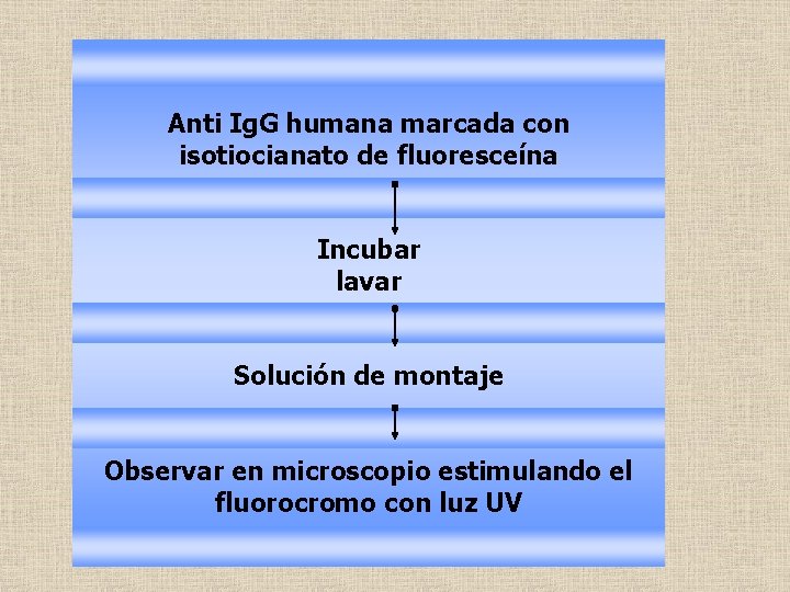 Anti Ig. G humana marcada con isotiocianato de fluoresceína Incubar lavar Solución de montaje