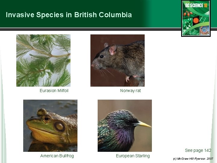 Invasive Species in British Columbia Eurasion Milfoil Norway rat See page 142 American Bullfrog