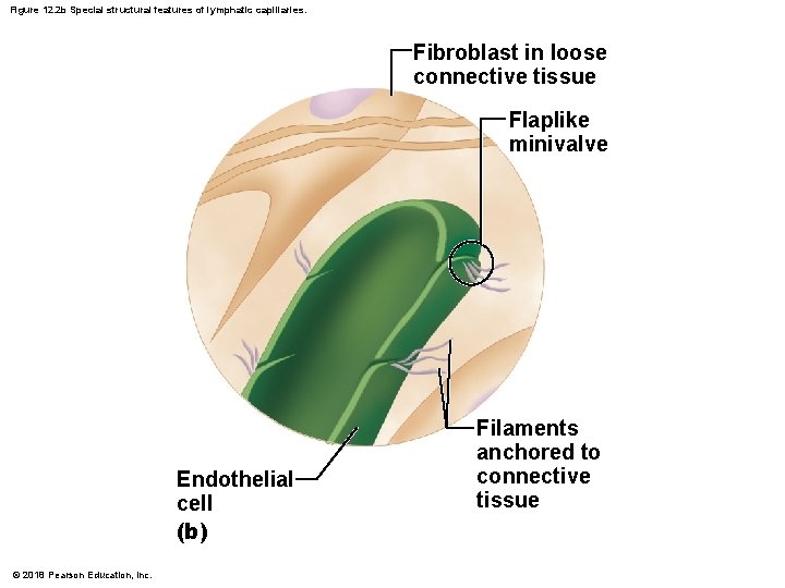 Figure 12. 2 b Special structural features of lymphatic capillaries. Fibroblast in loose connective