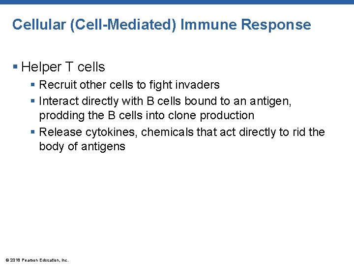 Cellular (Cell-Mediated) Immune Response § Helper T cells § Recruit other cells to fight