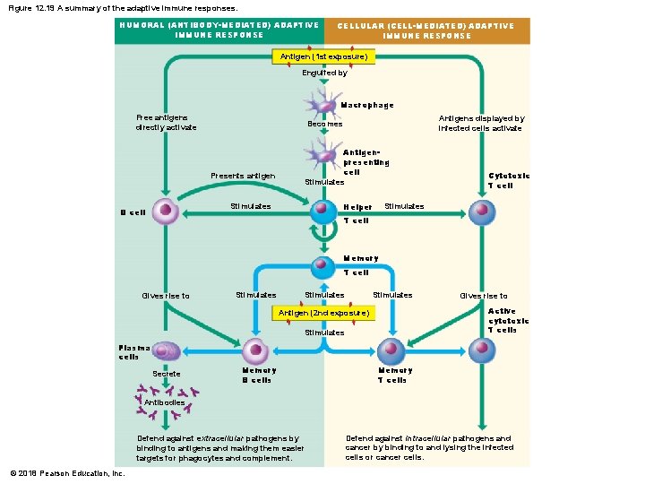 Figure 12. 19 A summary of the adaptive immune responses. HUMORAL (ANTIBODY-MEDIATED) ADAPTIVE IMMUNE