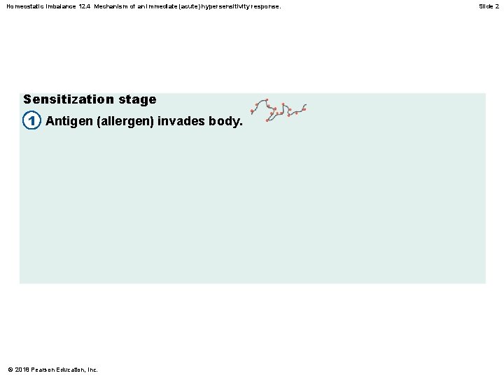 Homeostatic Imbalance 12. 4 Mechanism of an immediate (acute) hypersensitivity response. Sensitization stage 1