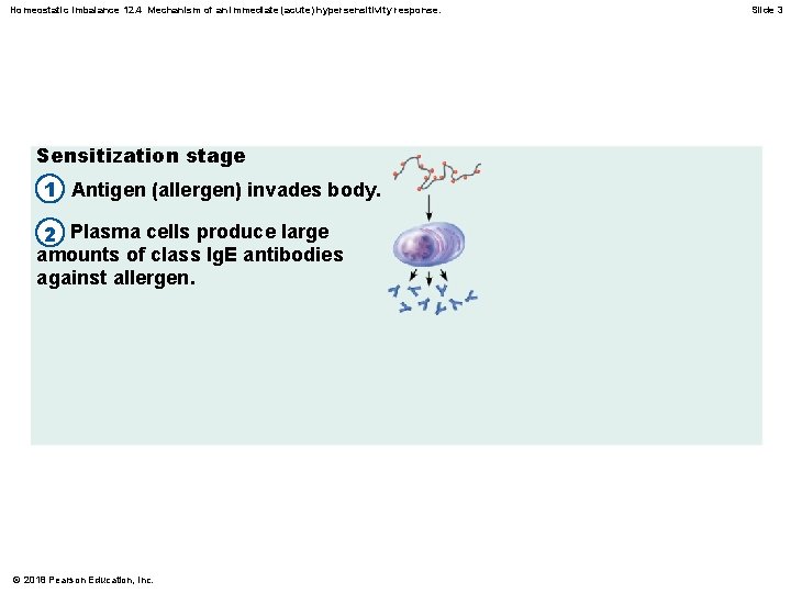 Homeostatic Imbalance 12. 4 Mechanism of an immediate (acute) hypersensitivity response. Sensitization stage 1