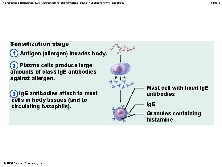 Homeostatic Imbalance 12. 4 Mechanism of an immediate (acute) hypersensitivity response. Slide 4 Sensitization