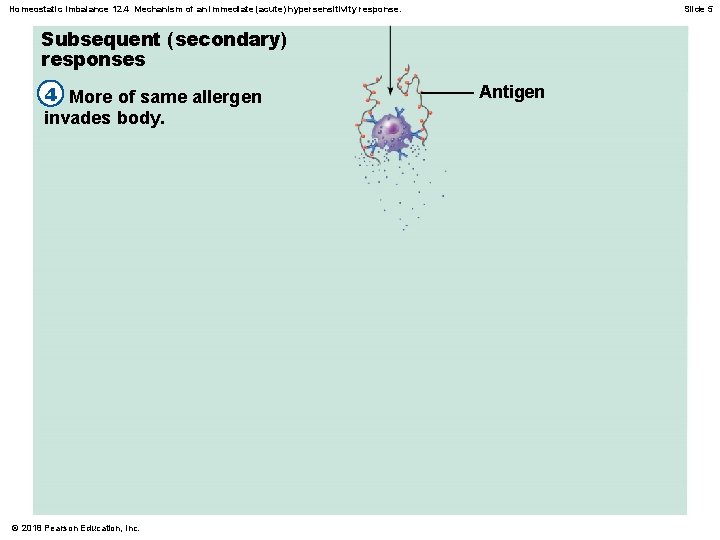 Homeostatic Imbalance 12. 4 Mechanism of an immediate (acute) hypersensitivity response. Slide 5 Subsequent
