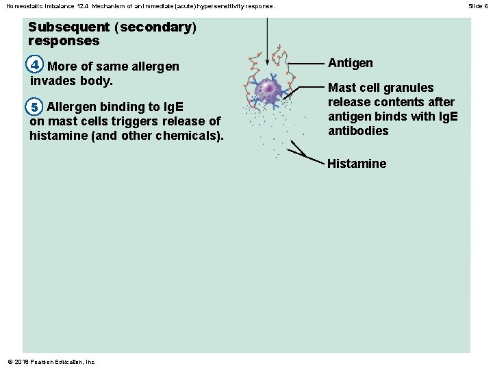 Homeostatic Imbalance 12. 4 Mechanism of an immediate (acute) hypersensitivity response. Slide 6 Subsequent