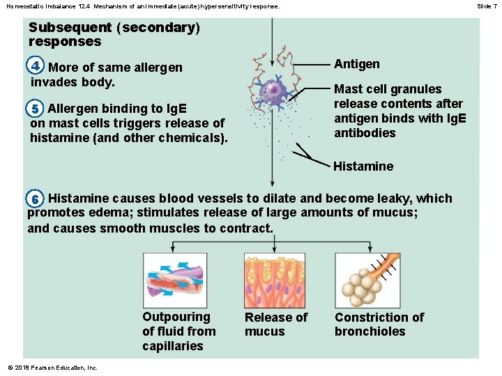 Homeostatic Imbalance 12. 4 Mechanism of an immediate (acute) hypersensitivity response. Slide 7 Subsequent