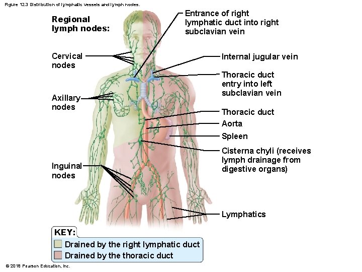 Figure 12. 3 Distribution of lymphatic vessels and lymph nodes. Regional lymph nodes: Entrance