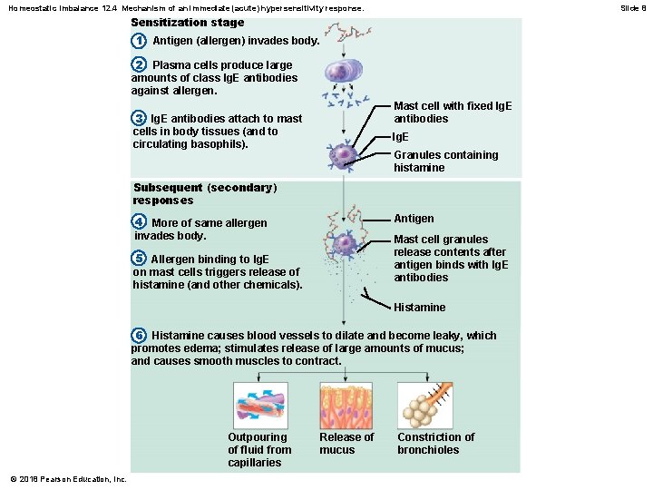 Homeostatic Imbalance 12. 4 Mechanism of an immediate (acute) hypersensitivity response. Slide 8 Sensitization