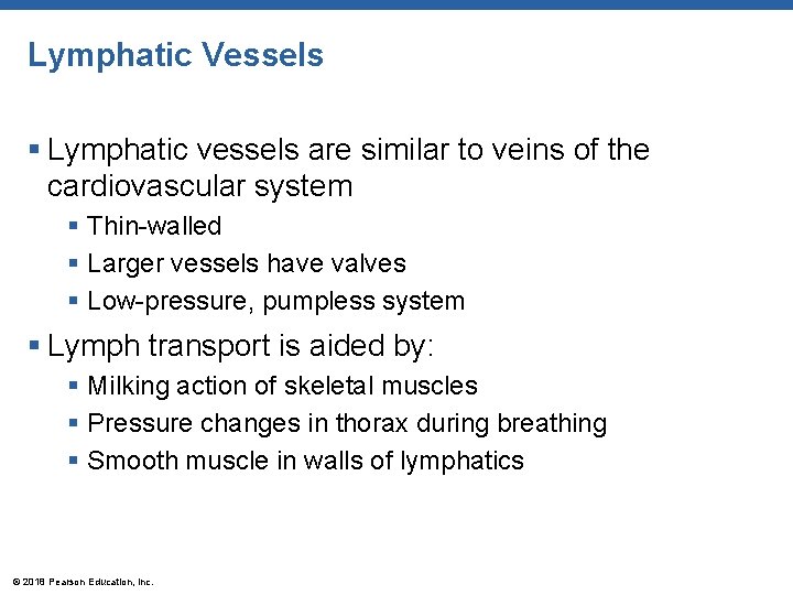 Lymphatic Vessels § Lymphatic vessels are similar to veins of the cardiovascular system §