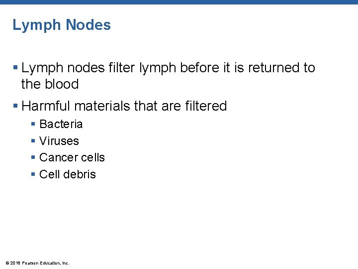 Lymph Nodes § Lymph nodes filter lymph before it is returned to the blood