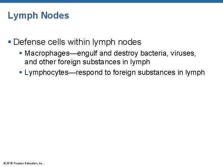 Lymph Nodes § Defense cells within lymph nodes § Macrophages—engulf and destroy bacteria, viruses,
