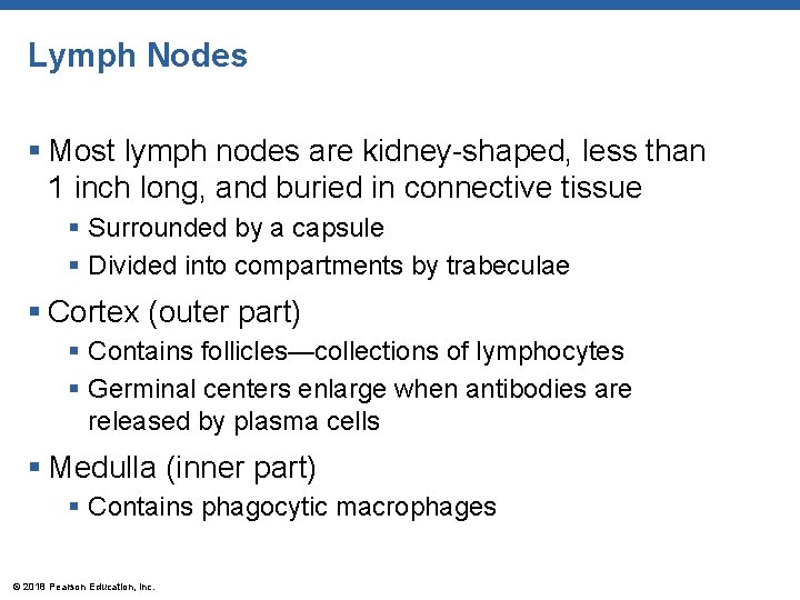 Lymph Nodes § Most lymph nodes are kidney-shaped, less than 1 inch long, and