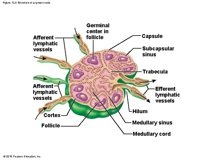 Figure 12. 4 Structure of a lymph node. Afferent lymphatic vessels Germinal center in