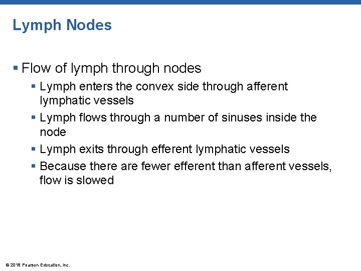 Lymph Nodes § Flow of lymph through nodes § Lymph enters the convex side