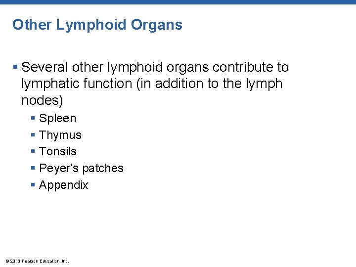 Other Lymphoid Organs § Several other lymphoid organs contribute to lymphatic function (in addition