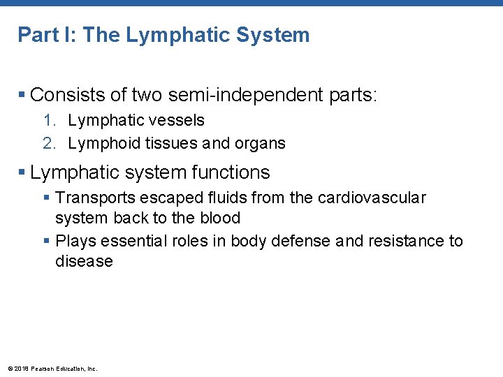 Part I: The Lymphatic System § Consists of two semi-independent parts: 1. Lymphatic vessels