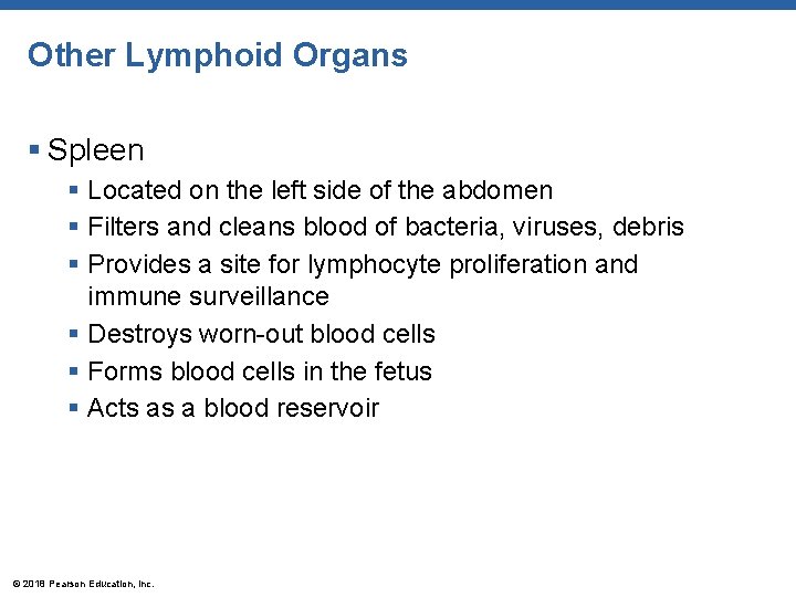 Other Lymphoid Organs § Spleen § Located on the left side of the abdomen