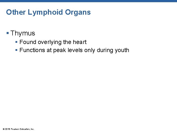 Other Lymphoid Organs § Thymus § Found overlying the heart § Functions at peak
