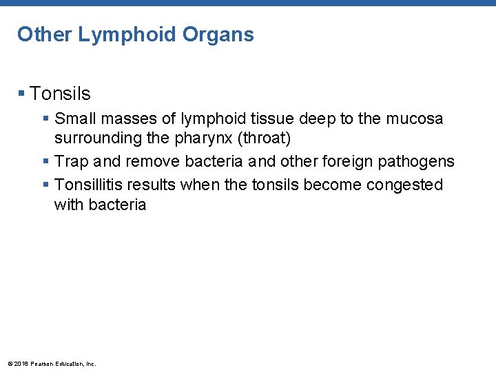 Other Lymphoid Organs § Tonsils § Small masses of lymphoid tissue deep to the