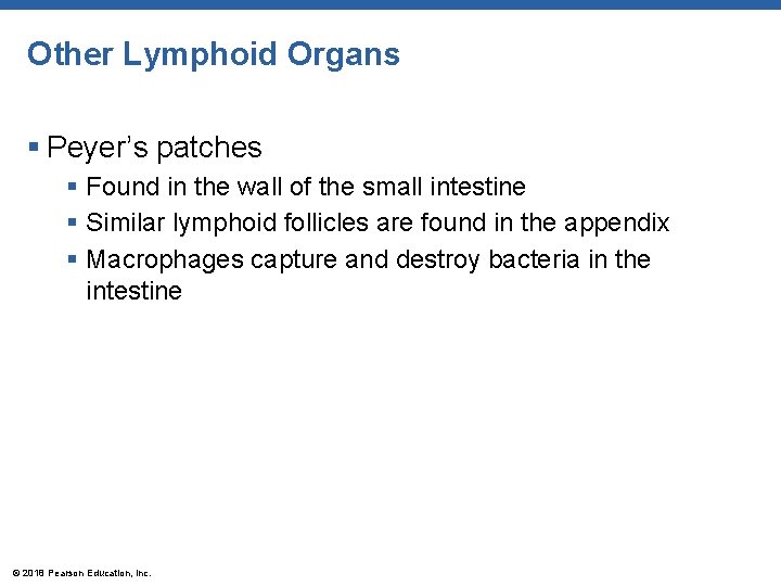 Other Lymphoid Organs § Peyer’s patches § Found in the wall of the small