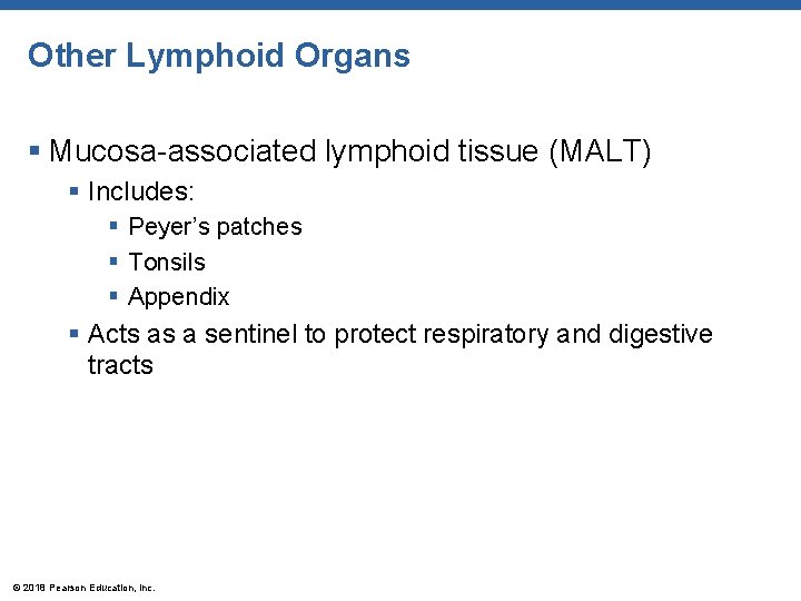 Other Lymphoid Organs § Mucosa-associated lymphoid tissue (MALT) § Includes: § Peyer’s patches §
