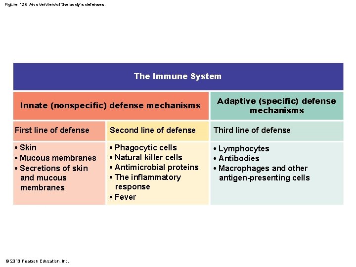 Figure 12. 6 An overview of the body’s defenses. The Immune System Innate (nonspecific)