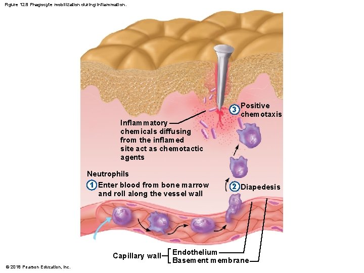 Figure 12. 8 Phagocyte mobilization during inflammation. 3 Positive chemotaxis Inflammatory chemicals diffusing from