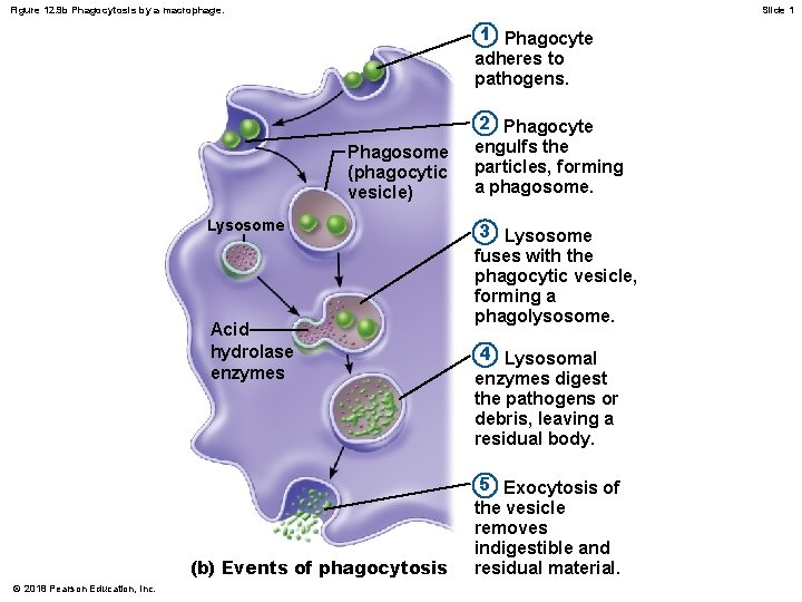 Figure 12. 9 b Phagocytosis by a macrophage. Slide 1 1 Phagocyte adheres to