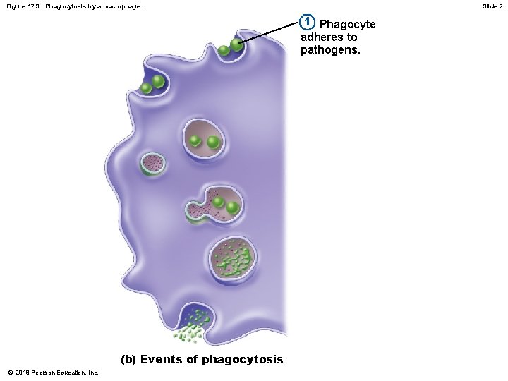 Figure 12. 9 b Phagocytosis by a macrophage. Slide 2 1 Phagocyte adheres to